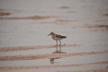 bird on the beach