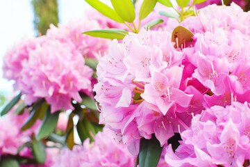 Beautiful delicate pink rhododendron flowers in the park. Spring bloom
