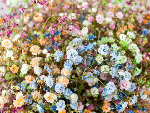 kachim creeping, or gypsophila creeping, gypsophila repens a perennial herbaceous plant, the type species of the genus kachim of the clove family, widely used in floriculture, close-up of multi-color
