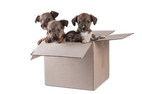 four outbred puppies in a cardboard box on a white background