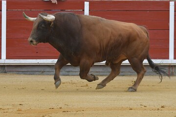 
huge spanish bull in bullring