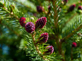 as a medicinal raw material, the cones of common spruce are used, which are collected in the summer...