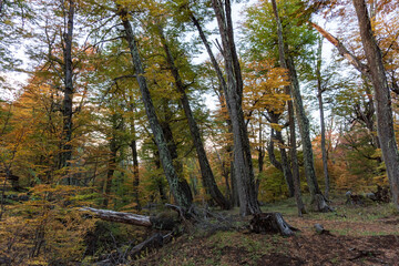 Fototapeta premium Mountain forest in the fall in Argentina
