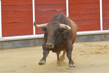 
huge spanish bull in bullring