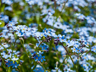 forget-me-not flowers, myosotis, mouse ear, a genus of herbaceous plants of the borage family, some species are cultivated as beautiful flowering garden plants, close-up, spring summer mood