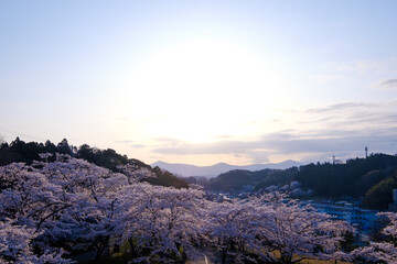 朝（霞ヶ城公園）