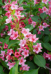 Beautiful pink flowers Weigela florida. Flowers of weigela florida. Blooming garden in spring garden in sunny day.