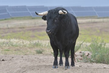 
huge spanish bull in bullring