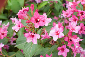 Fototapeta premium Beautiful pink flowers Weigela florida. Flowers of weigela florida. Blooming garden in spring garden in sunny day.