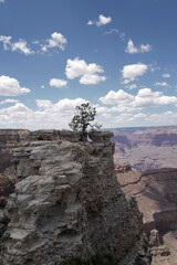 Beautiful tree on cliff of Grand Canyon. Scenic panorama of Grand Canyon National Park. View Arizona USA from the South Rim. Amazing panoramic picture.