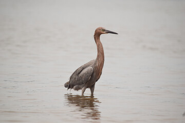 bird on the beach