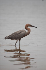 bird on the beach