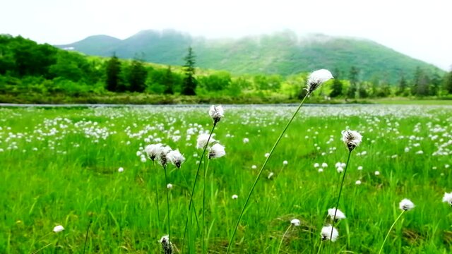 白いワタスゲの群落と木道　北海道神仙沼にて