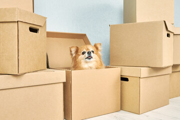 .A small purebred dog poses in a cardboard box, moves, changes its place of residence with its...