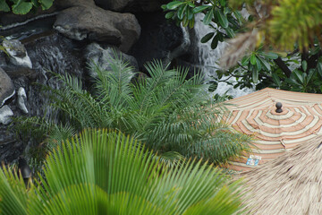 tropical garden
