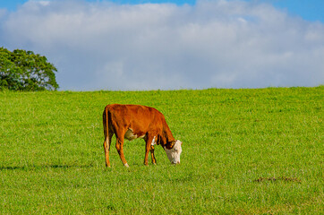 Hereford cat on green pasture