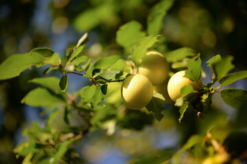 Branches with ripening yellow cherry plum fruits. Cherry plum tree with fruits growing in the garden
