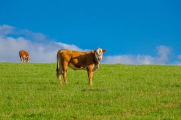 Hereford cat on green pasture