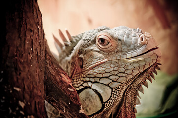 Giant iguana portrait is resting. This is the residual dinosaur reptile that needs to be preserved...