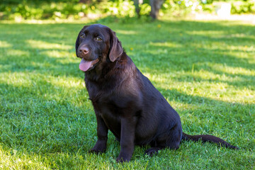 Cute brown labrador dog in green grass