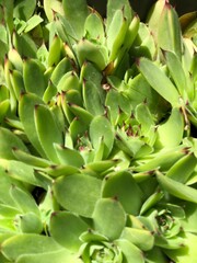 close up of plant