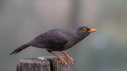 great thrush 