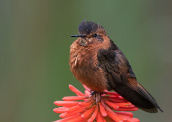 shining sunbeam resting on flower