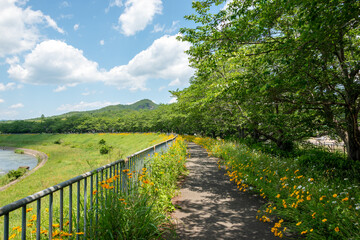 View of Muko river cycling and jogging road in Sanda city, Hyogo, Japan in summer