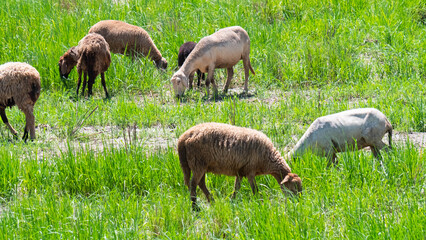 flock of sheep in the meadow