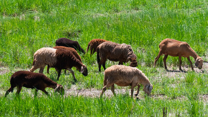 flock of sheep in the meadow