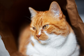 Portrait of red-white cat lying in eco paper bag.
