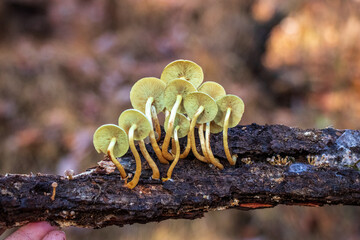 Sulphur tuft (Hypholoma fasciculare) mushrooms in the woods © Barbora Batokova