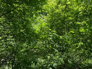 green forest background