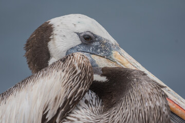 portrait of a peruvian pelican
