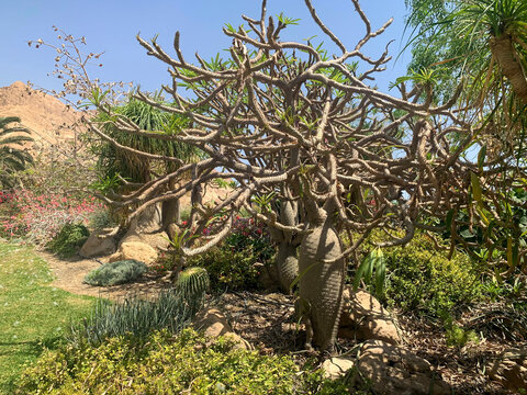Succulent Pachypodium lamerei in the Ein Gedi Botanical Garden