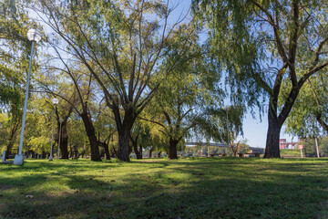 Natural park in the middle of the city with lawns and large trees in Argentina