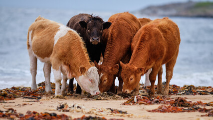 Four young cows on Brora beach eating seaweed