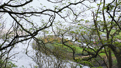Brora harbour and the River Brora in heavy fog seen through a lattice of tree branches with fresh new leaves unfurling