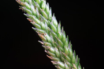 Flower bud of Puccinellia tenuiflora