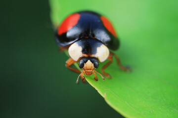 Ladybugs crawling on wild plants, North China