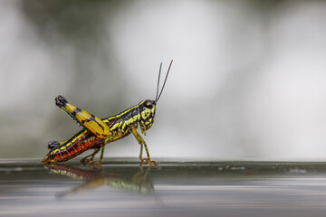 grasshopper nature background