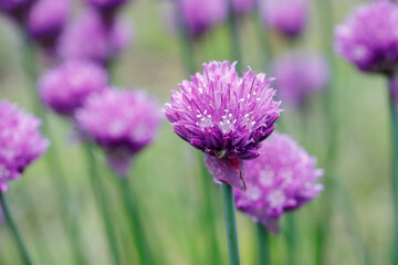 Several purple chive flowers.