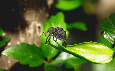 Beetles Insects Bugs on a leaf. elephant
