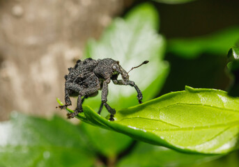 Beetles Insects Bugs on a leaf. elephant