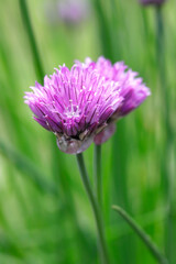 Close up of a purple chive flower.