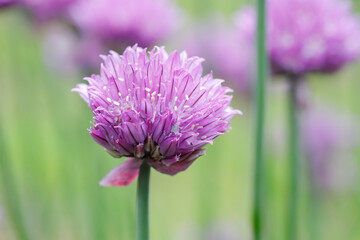 Macro of a purple chive flower.