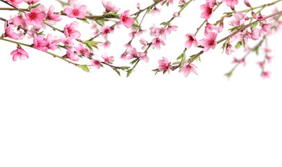 Beautiful sakura tree branches with delicate pink flowers on white background