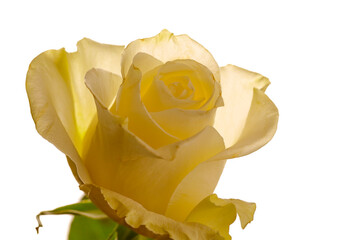 Yellow rose backlit by white background.