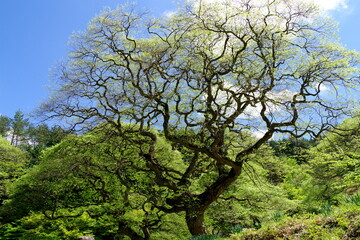 Obraz premium テングシデ