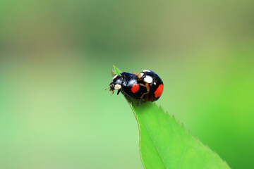 Two ladybugs mate in nature, North China